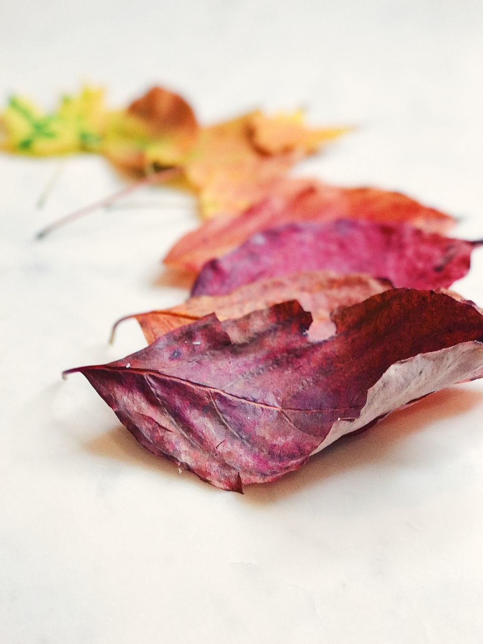 autumn, leaf, change, dry, close-up, season, nature, natural condition, beauty in nature, leaf vein, fragility, studio shot, dried plant, white background, multi colored, focus on foreground, pink color, no people