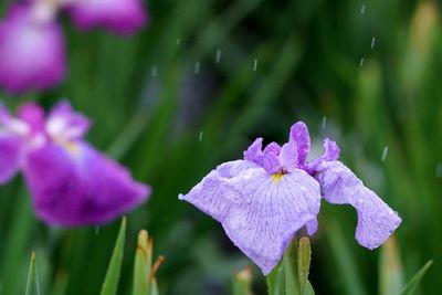 Close-up of purple flowering plants