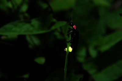 Close-up of insect on plant