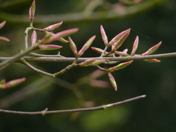 Close-up of plant