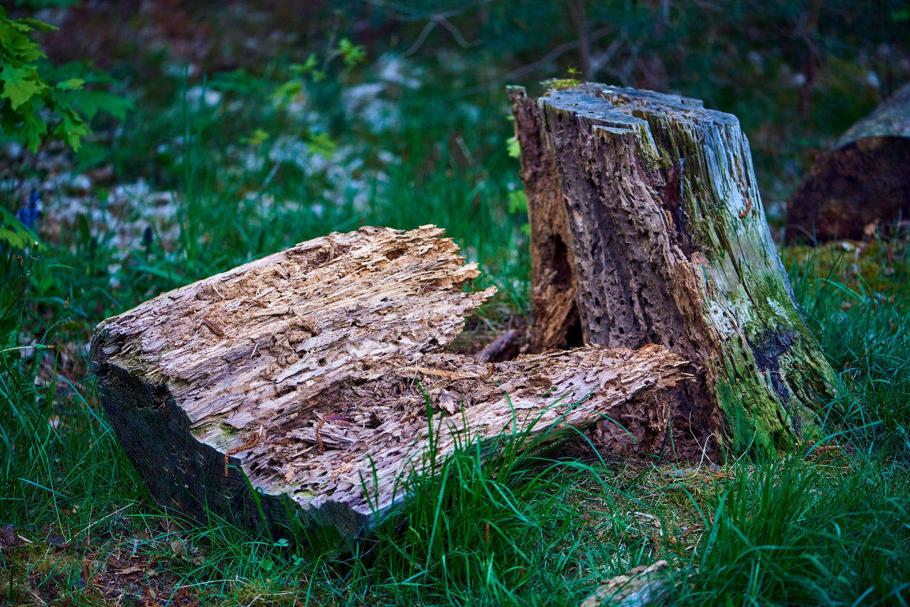 CLOSE-UP OF TREE STUMP ON FIELD IN FOREST