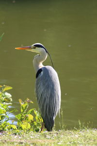Bird perching on a lake
