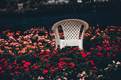 Plastic chair in flower field