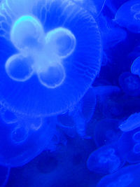 Close-up of jellyfish swimming in sea