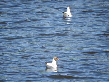 Seagull swimming in sea
