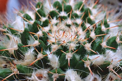 Close-up of cactus plant