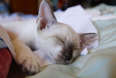 Close-up of cat sleeping on bed at home