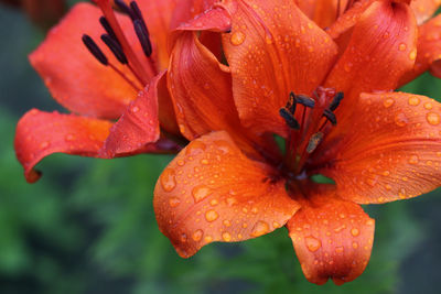 Close-up of wet orange flower