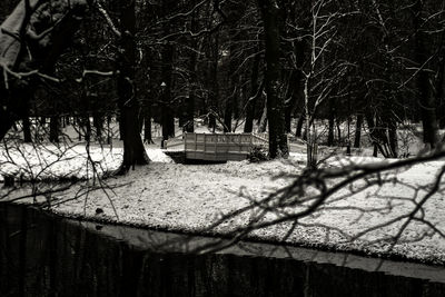 Bare trees in forest during winter