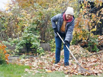 Autumn harvesting work. elderly woman using a rake removes dead leaves from the lawn. work 