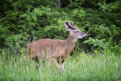 Deer standing in a forest