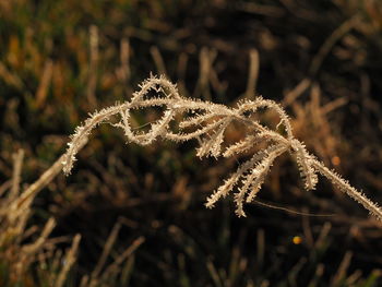 Close-up of plant