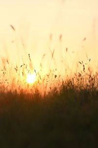 Close-up of plants growing on field against sky at sunset