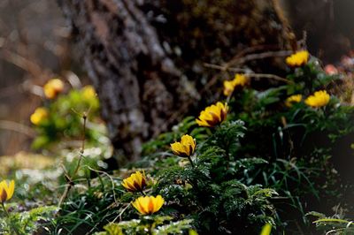 Close-up of yellow flowers blooming outdoors