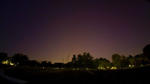 Illuminated trees in the dark