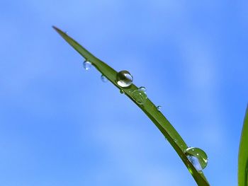 Close-up of wet plant against clear blue sky