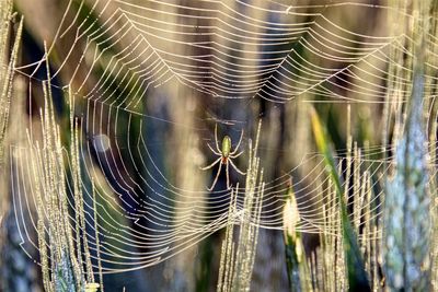 Close-up of spider web on plant