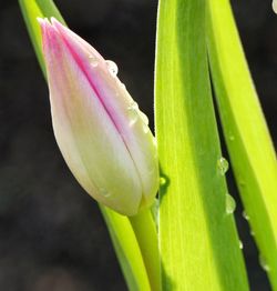 Close-up of wet pink flower