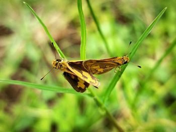 Close-up of butterfly on leaf