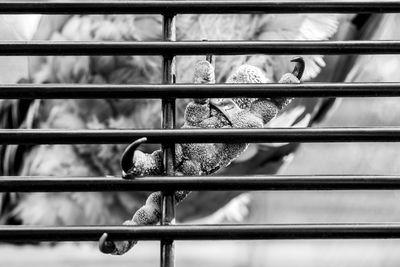 Directly below shot of hen claw on metal grate