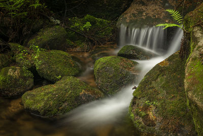 Scenic view of waterfall in forest