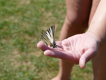 Close-up of butterfly on hand