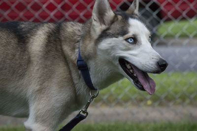 Side view of siberian husky