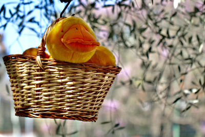 Close-up of fruits in basket
