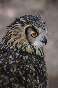 Close-up of owl