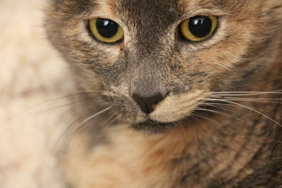 Close-up portrait of cat