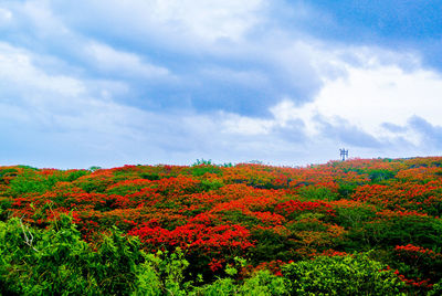 Plants growing on field against cloudy sky