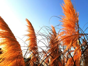 Low angle view of plants against clear sky