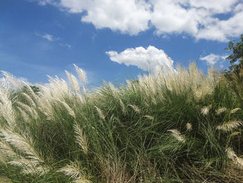 High angle view of stalks in field against sky