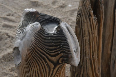 Close-up of a bird