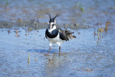 Full length of a bird flying over lake