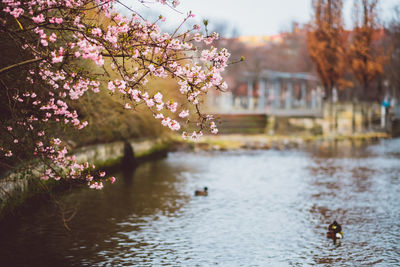 Cherry blossom by river