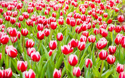 High angle view red tulip flowers blooming in park