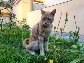 Portrait of cat sitting on grass