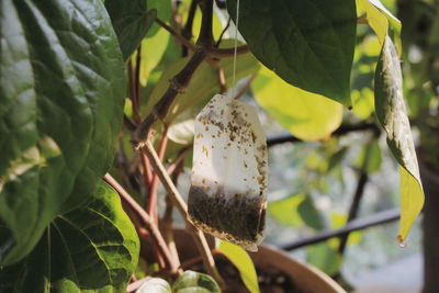 Close-up of fresh green plant