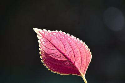 Close-up of plant