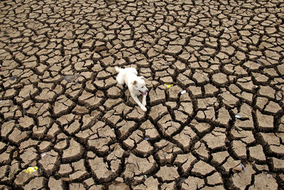 A white dog in dry season.