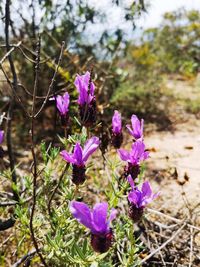 Close-up of purple flowering plants on field