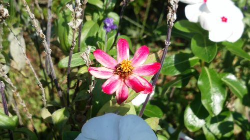 Close-up of pink flowers blooming outdoors