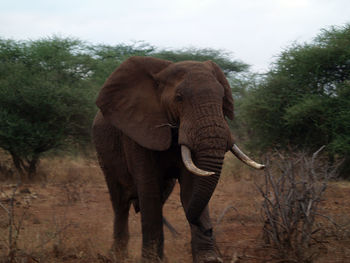 Angry elephant standing in a forest