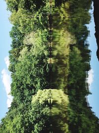 Scenic view of forest against sky