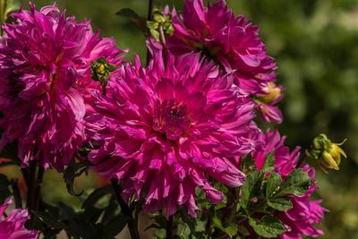 Close-up of pink flowering plants