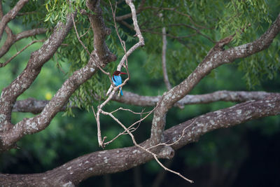 Low angle view of bird perching on tree