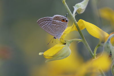 Close-up of butterfly pollinating on yellow flower