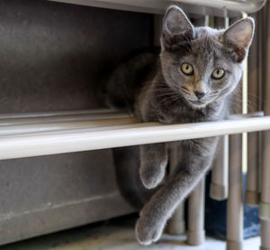 High angle portrait of cat by railing