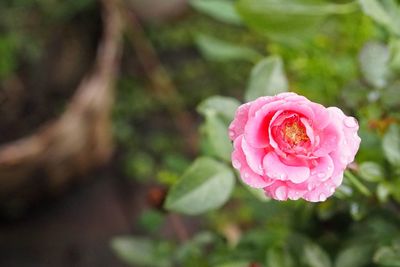 Close-up of pink rose